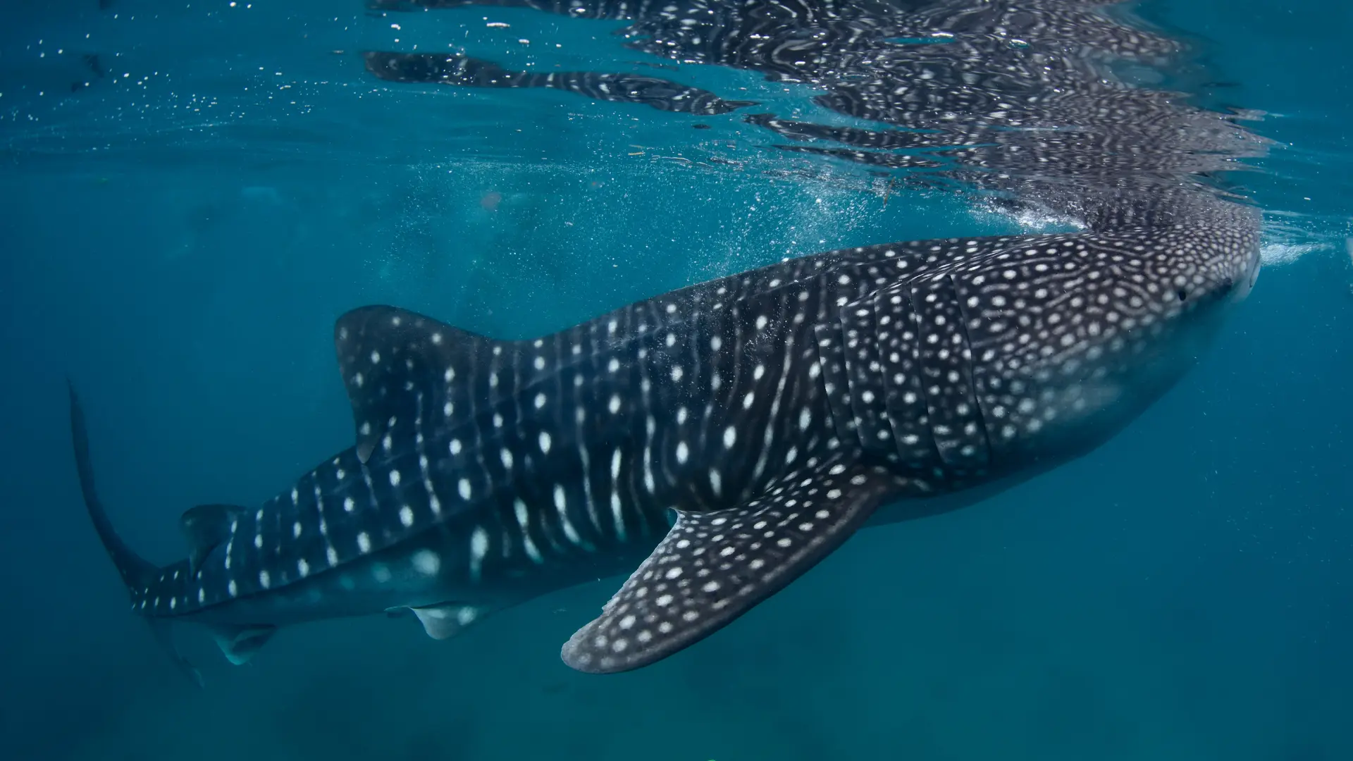Whale shark photo identification and citizen science research