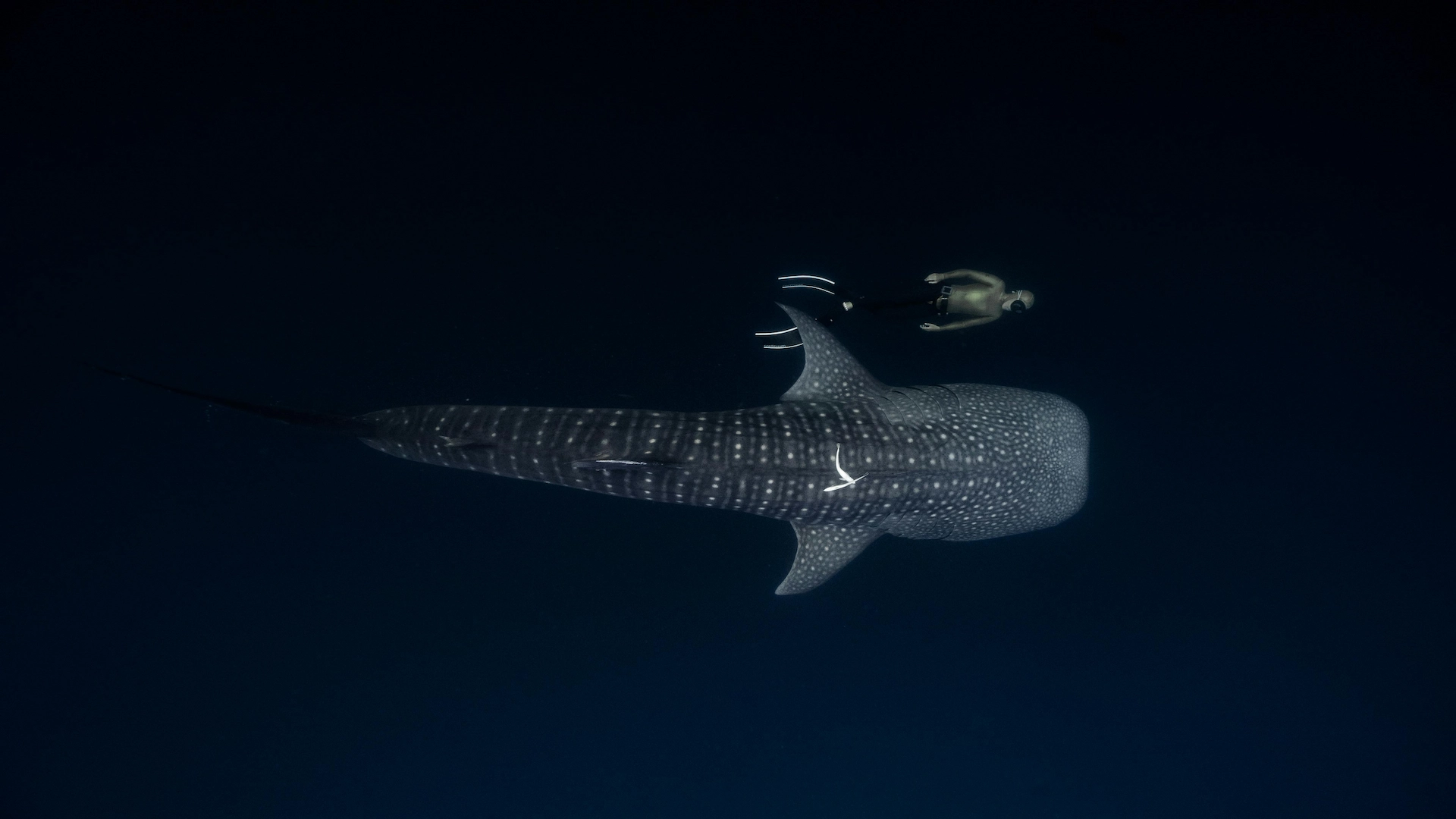 Wild whale shark in open ocean near Puerto Princesa, Palawan Philippines