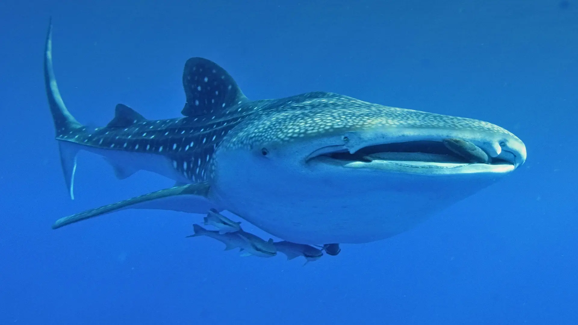 Wild whale shark in open ocean, Puerto Princesa Palawan
