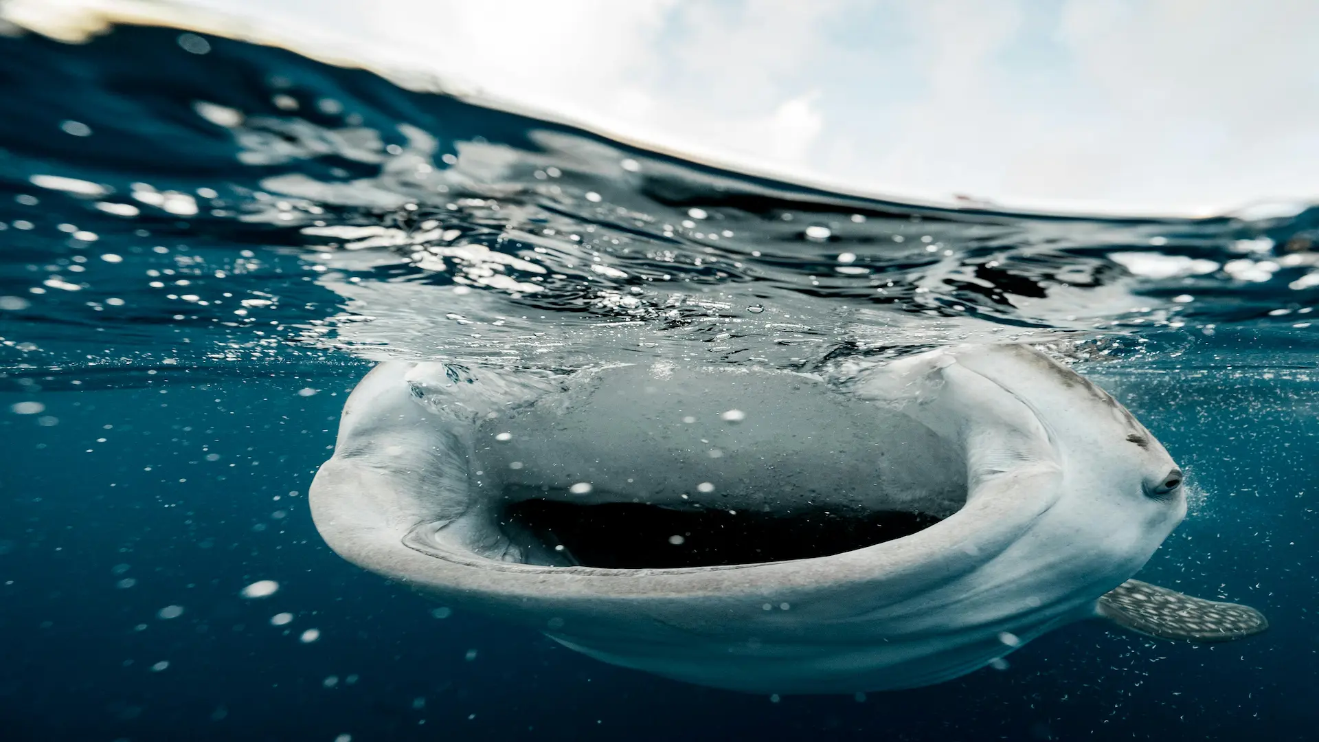 Wild whale shark in open ocean near Puerto Princesa, Palawan Philippines