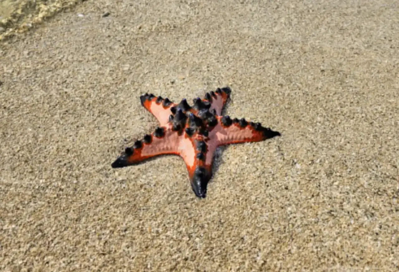 Starfish Island, Port Barton