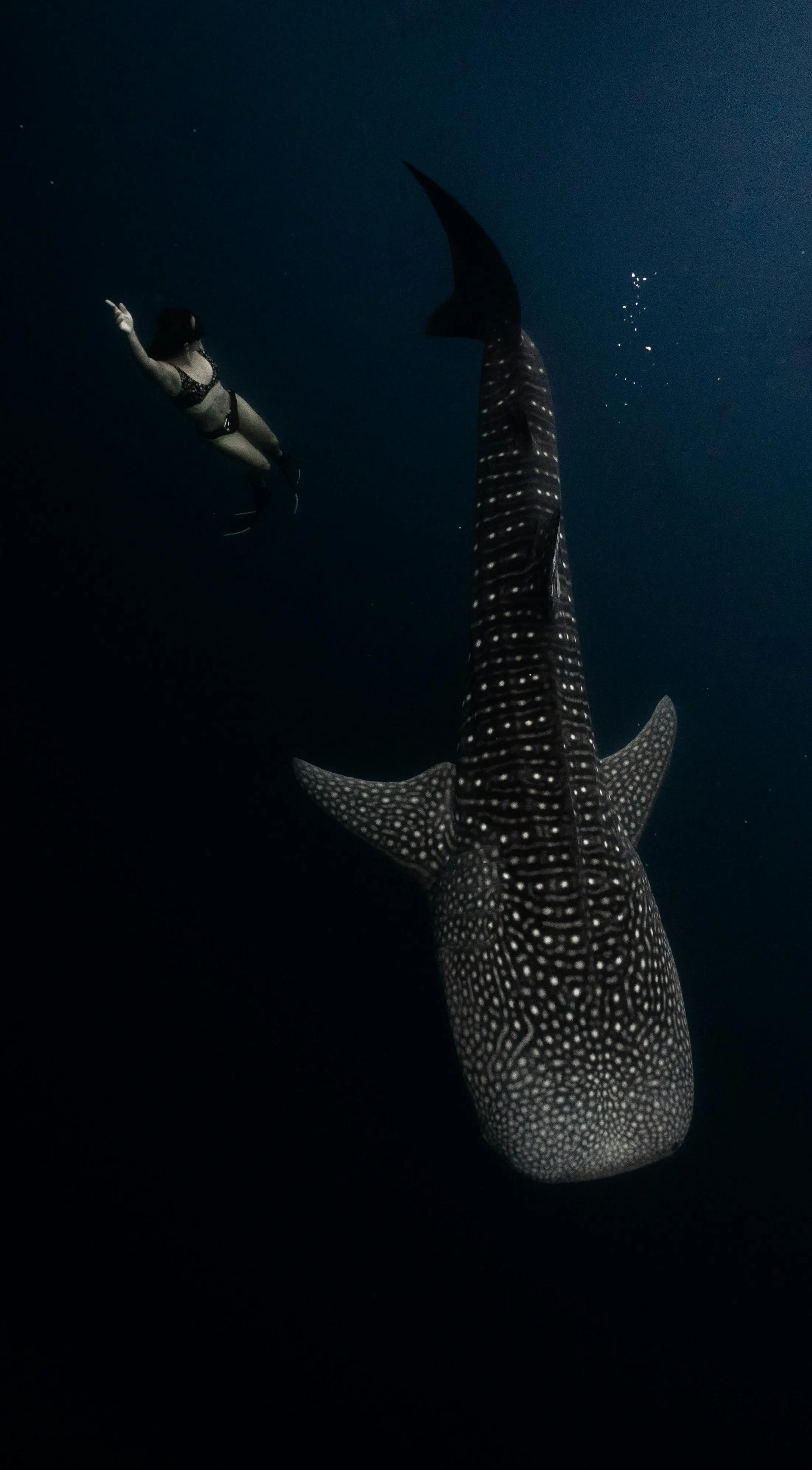 Whale shark with divers in the open ocean — Tour Z Palawan