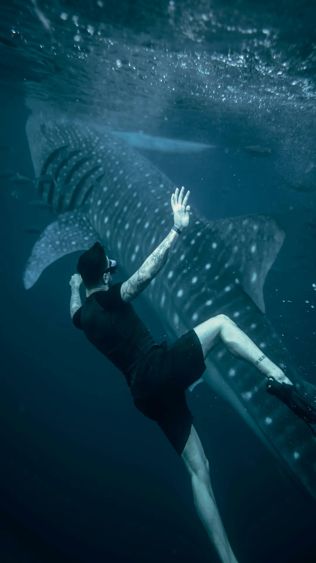 Whale shark underwater close encounter